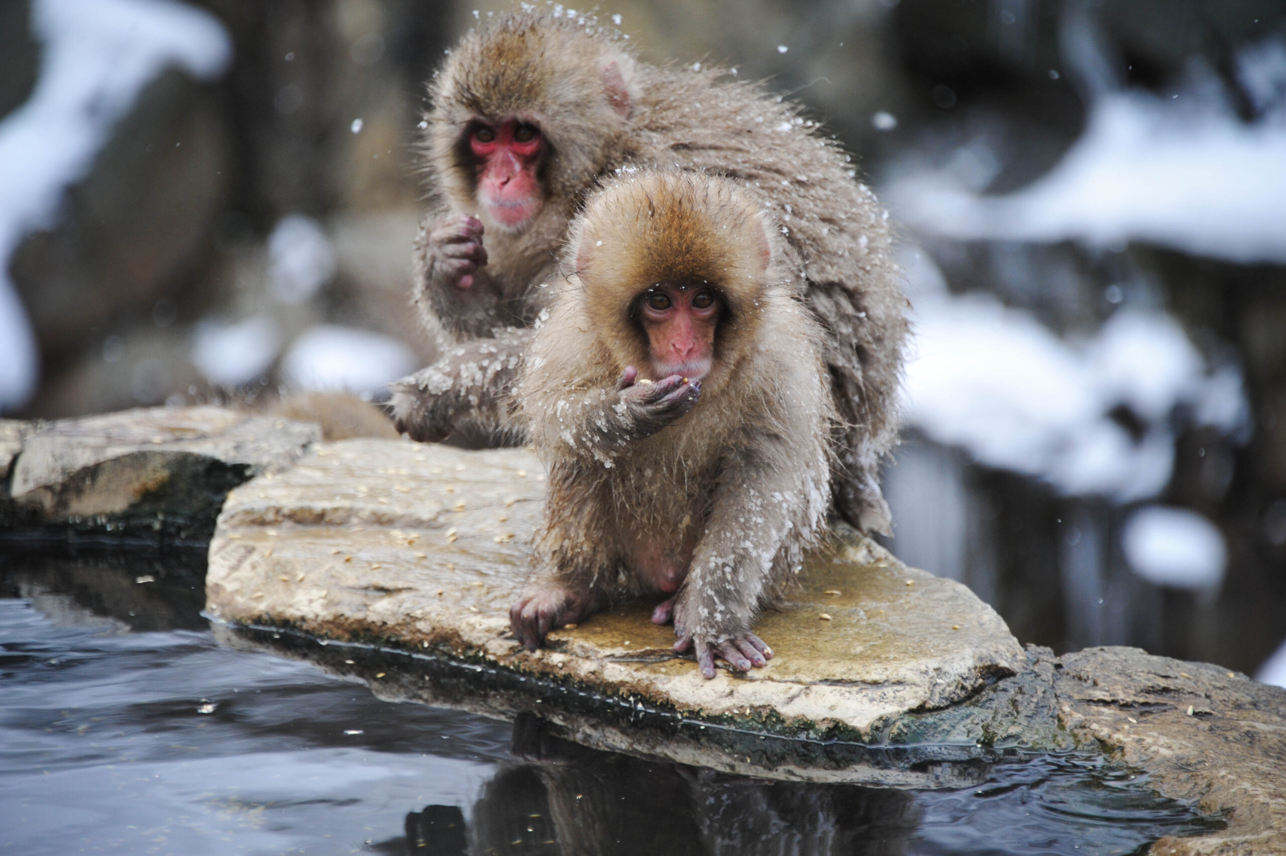 16feb23snowmonkey 38