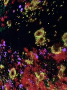teamlab 2