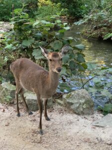 miyajima 3